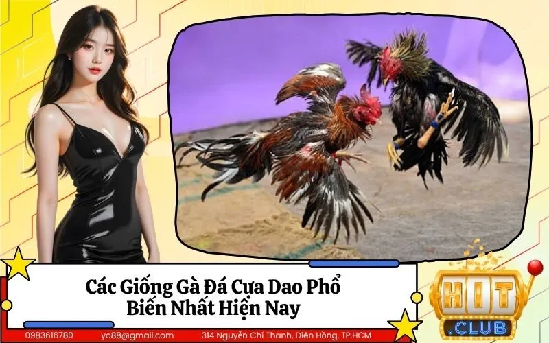 Các Giống Gà Đá Cựa Dao Phổ Biến Nhất Hiện Nay
