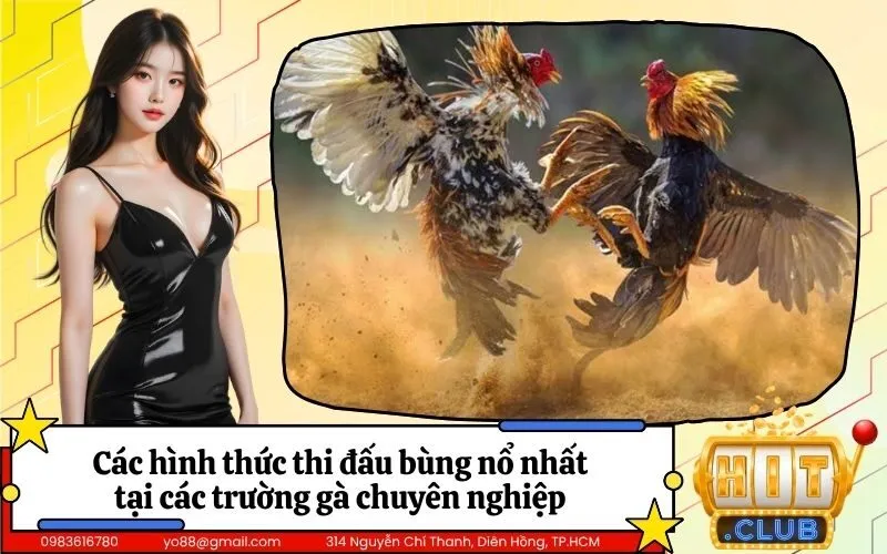 Các hình thức thi đấu bùng nổ nhất tại các trường gà chuyên nghiệp