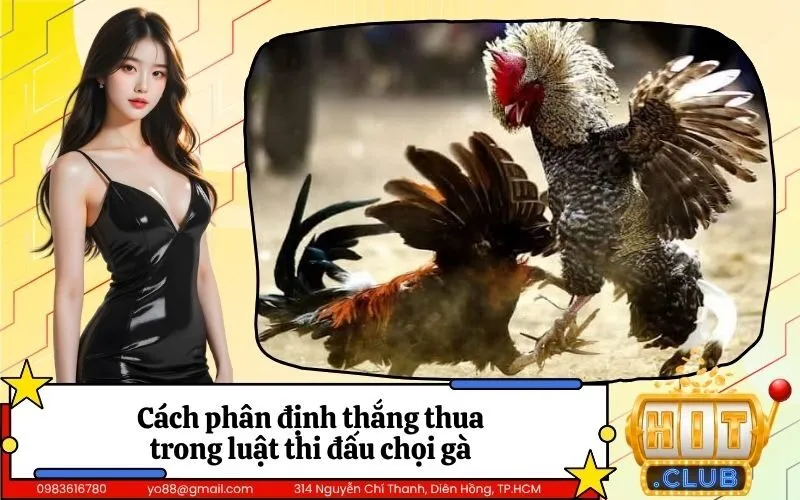 Cách phân định thắng thua trong luật thi đấu chọi gà