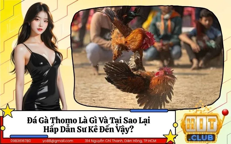 Đá Gà Thomo Là Gì Và Tại Sao Lại Hấp Dẫn Sư Kê Đến Vậy