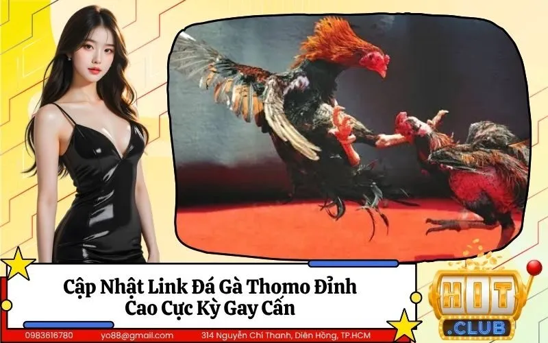 Đá Gà Thomo