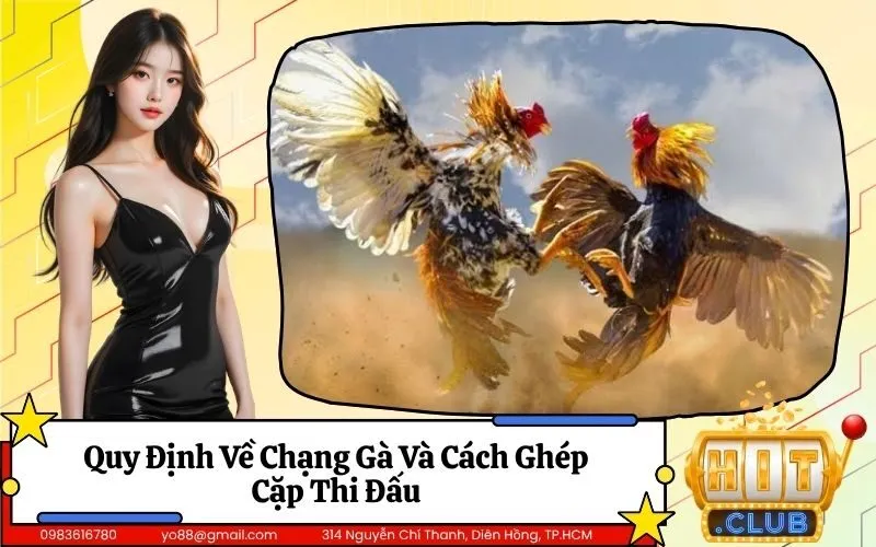 Quy Định Về Chạng Gà Và Cách Ghép Cặp Thi Đấu